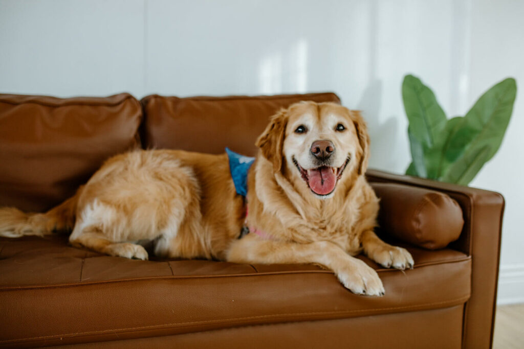 Lola, a golden retriever, relaxing on the office couch.