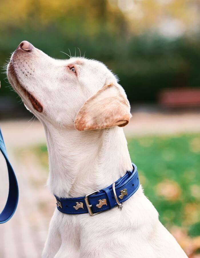 A light-colored dog looking attentively toward its person outdoors.
