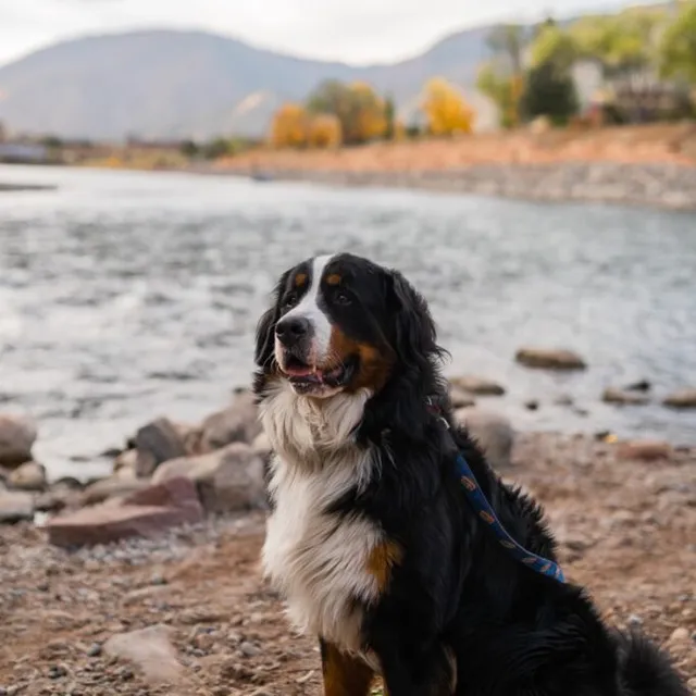 Graham Pellicori, a Bernese Mountain Dog in therapy-dog training