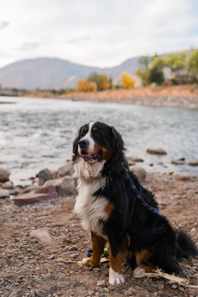 Graham Pellicori, a Bernese Mountain Dog in therapy-dog training.