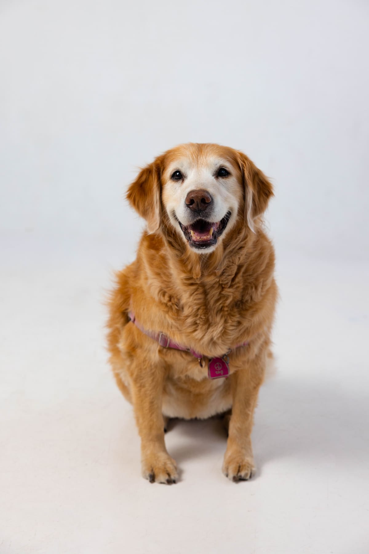 Lola, a golden retriever and certified professional therapy dog