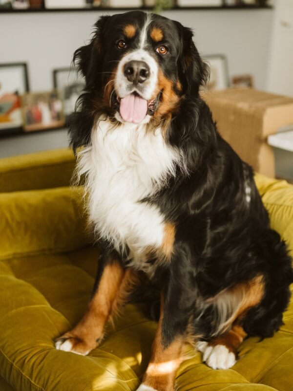Otis Baxa Professional Therapy Dog. 2 Year Old Burmese Mountain Dog Sitting On a Couch